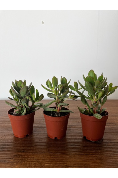 ERG Peyzaj PARA ÇİÇEĞİ SUKULENT