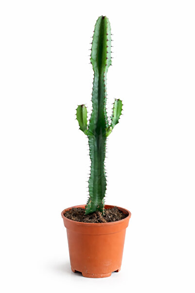 Ernaz Bitki Dünyası Afrika Süt Ağacı (Euphorbia Trigona) Katedral Kaktüsü 50-...