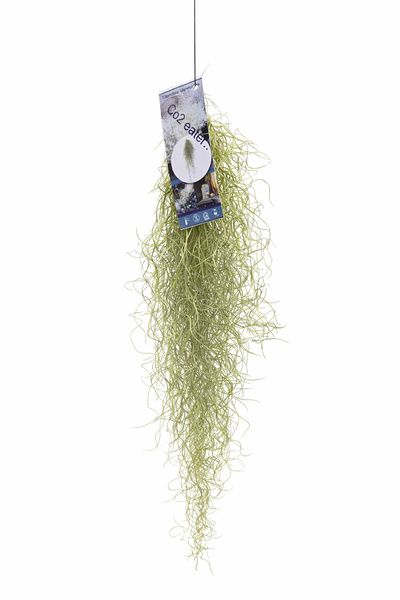 Ernaz Bitki Dünyası İspanyol Yosunu Hava Bitkisi (Tillandsia Usneoides) 60-70...