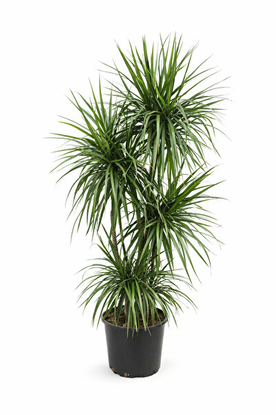 ERNAZ Dracaena Marginata 4 Gövdeli | 24 cm Saksı | 140-160 cm Dekoratif Ev & ...
