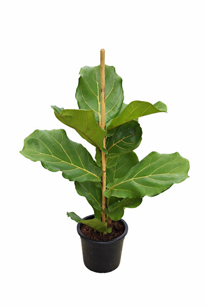 Genel Markalar Ficus Lyrata (Keman Yapraklı Kauçuk) – Tek Köklü 50-100 cm | D...