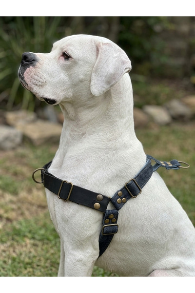 balkonda طوق صدر للكلاب قابل للتعديل من الأمام والخلف من نوع دينيم و جلد أزرق...