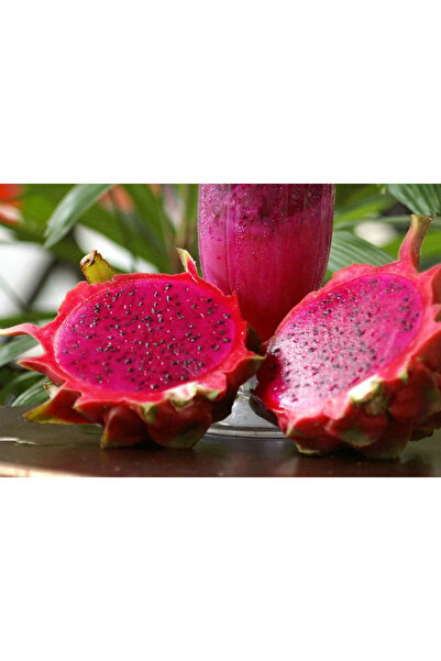 Genel Markalar İKİ ADET Kırmızı Pitaya Ejder Meyve fidanı