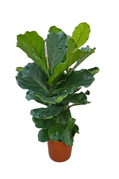 ERNAZ Ficus Lyrata (Keman Yapraklı Kauçuk) – İki Köklü 100-150 cm | Büyük Yap...
