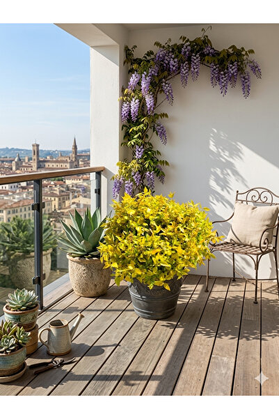 Yades Altuni Taflan Euonymus Japonicus - Formlu Saksılı Dış Mekan Bahçe Balko...