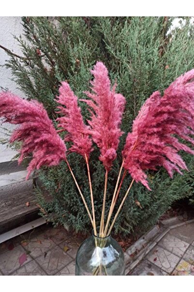 TROYA Şoklanmış Pampas Otu Pempe 10 adet 100 cm Dekoratif Gerçek Kuru Çiçek P...