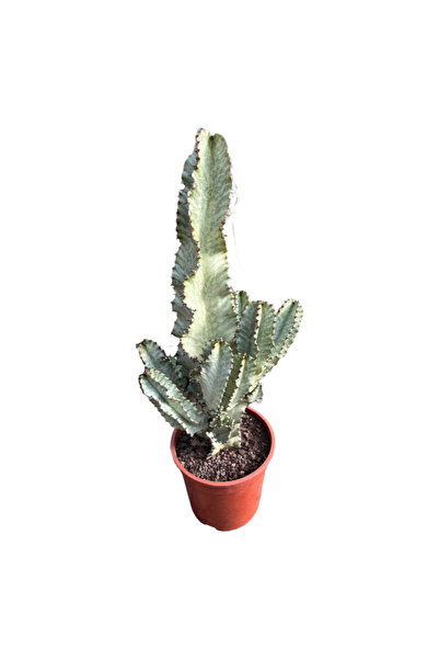 Betonish Euphorbia Erythraeae 'Variegata'
