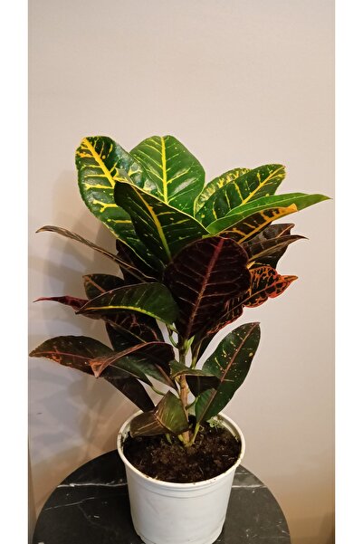 avşar çiçekçilik Alacalı Kraton (Codiaeum variegatum)