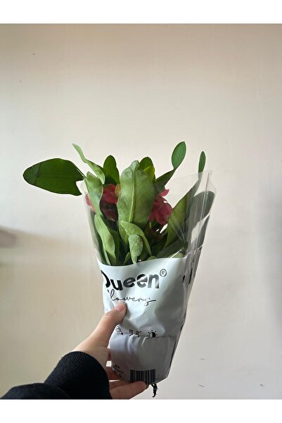 AFYONDOĞAPEYZAJ DİKENLER TACI (EUPHORIA MILII) 20-25 CM