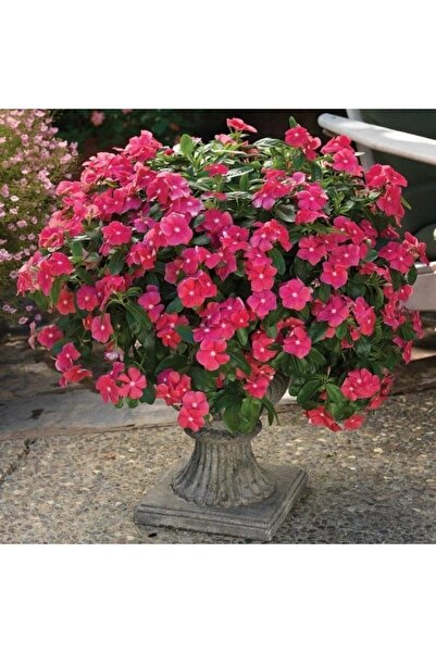 Genel Markalar Vinca Rosea Deep Rose Rozet Çiçeği (20 tohum)