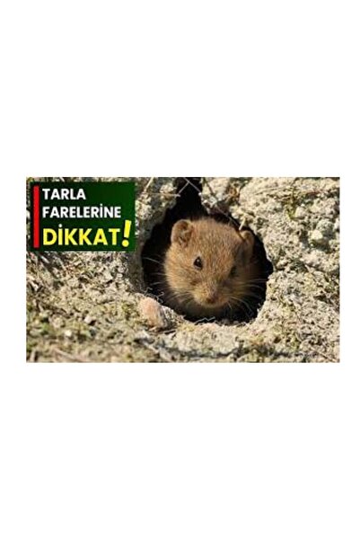 BİLECİK TAM TARIM FARE ZEHRİ 1 KG TANELİ ZEHİRLİ BUĞDAY EV TARLA AMBAR İŞYERİ