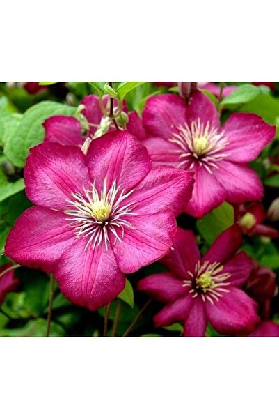 Hobiflora Clematis fidanı Ville de Lyon