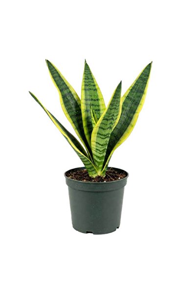 Generic SNEK PLANT S 12CM