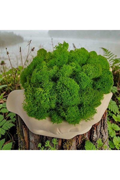 LiidDesign Ornament din licheni stabilizați – mâini cu licheni