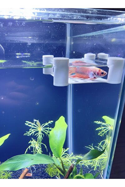Akvaryum Beta Dinlenme Alanı • Beyaz • Beta Balıgı Dinlenme Alanı • Beta Yuva...