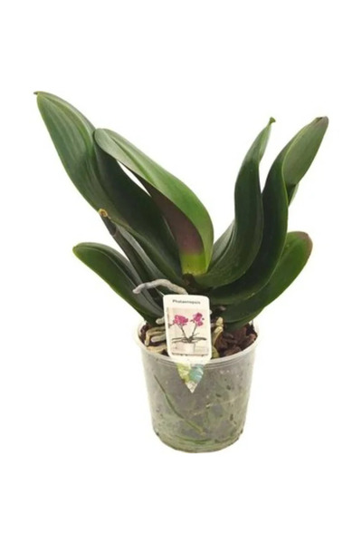 Empressco Güzel Çiçeksiz Orkide Fidesi 12 cm Saksıda, doğal dekorasyon için i...