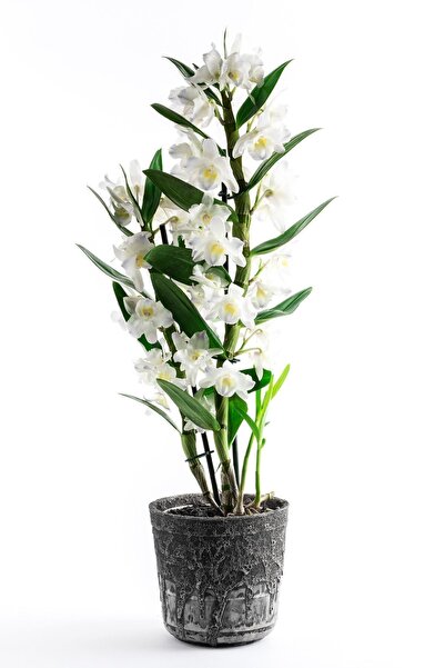 Empressco Canlı Beyaz Dendrobium Bambu Orkide Çiçeği, Zarif ve Şık Dekoratif ...