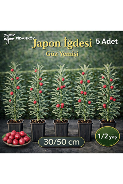 FİDANKÖY Japon iğdesi Güz zeytini 5 adet 30/50 cm tüplü