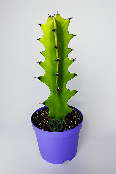 Toptan Kaktüs Euphorbia Kaktüs (Süt Ağacı) – Aşı Altı Uyumlu, Kolay Bakım