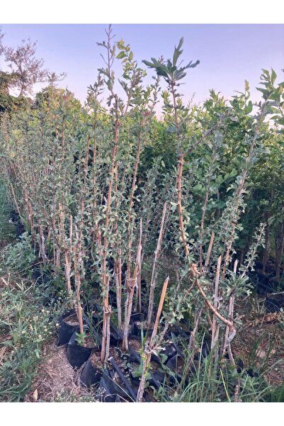 FİDANLIDAN Tüplü Aşılı İri Meyveli Sarı Belen Alıç Fidanı 3 Yaşında 100-140 Cm
