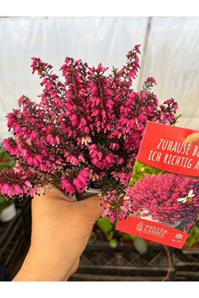 nazlı çiçekçilik Erika Funda Çiçeği Fuşya Hafif kokulu 9luk Saksıda