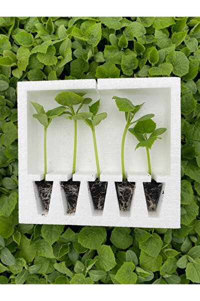 AAC TARIM 5 adet köy salatalık fidesi