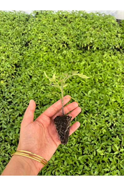 AAC TARIM 5 çeri dometes fidesi 5 salatalık fidesi bol verimli 10 adt