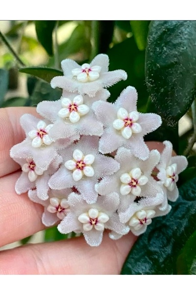 SİMAN BOTANİK Hoya Lyi LT08-006 Mum Çiçeği