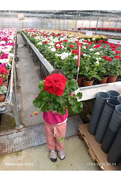 bitkidünyam Özel Formlu Canlı Kırmızı Sardunya Çiçeği - Bol Çiçekli Balkon ve...