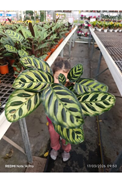 bitkidünyam Calathea Makoyana Dua Çiçeği - Özel Formlu İthal Tropikal Bitki -...