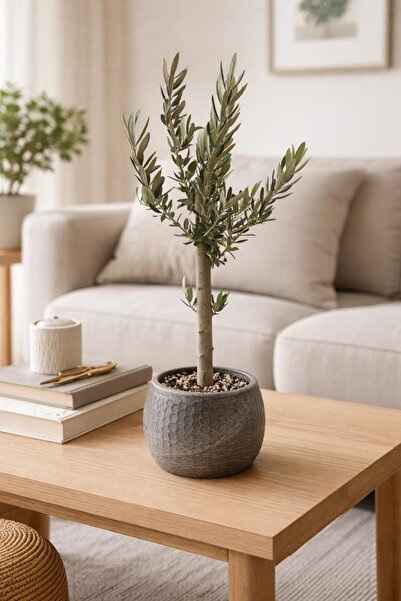 FİDANLIDAN Bonsai Zeytin Ağacı Alçı Saksıda – Dekoratif Canlı Zeytin Fidanı