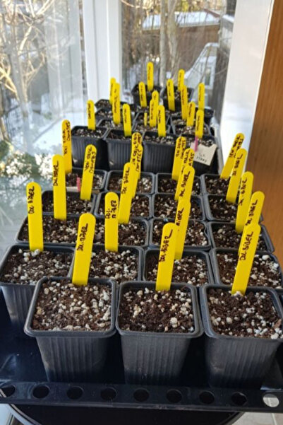 Plant Label - Seedling Label - Seedling Identification Label - 100 Pieces - Yellow - 1.5 X 12 Cm