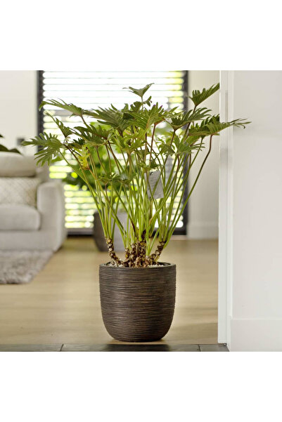 CAPI Γλάστρα Nature Rib σε σχήμα αυγού, σκούρο καφέ, 43x41 εκ.