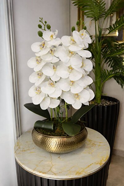 Acarya Design Eskitme saksıda 2 adet ıslak beyaz orkide aranjmanı