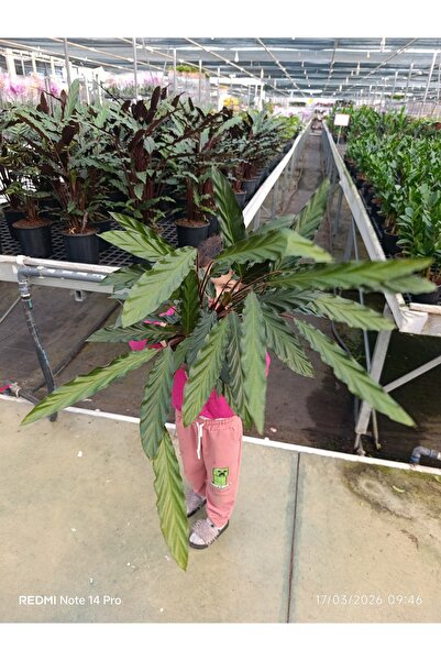 bitkidünyam Calathea Rufibarba – Dev Boy Tüylü Dua Çiçeği, İthal Özel Tür