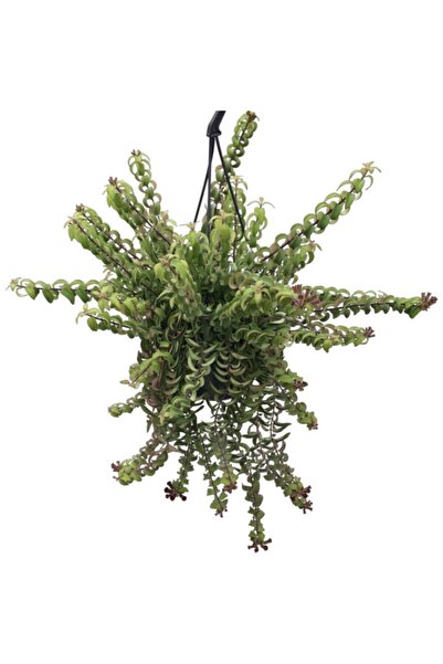 Betonish Aeschynanthus ‘Twister’ (Ruj Çiçeği)