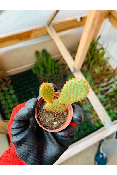 Opuntia Microdaisys Cactus Rabbit Cactus