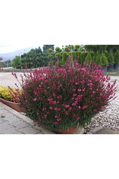 1001fidan Gaura Lindheimeri Siskyou Pink Fidanı 20-40 Cm
