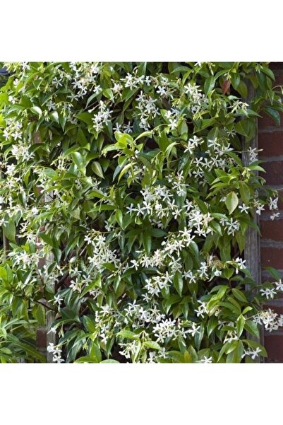 1001fidan Rhyncospermum Jasminoides Arap Yasemini Yasemin Fidanı 80-120 Cm