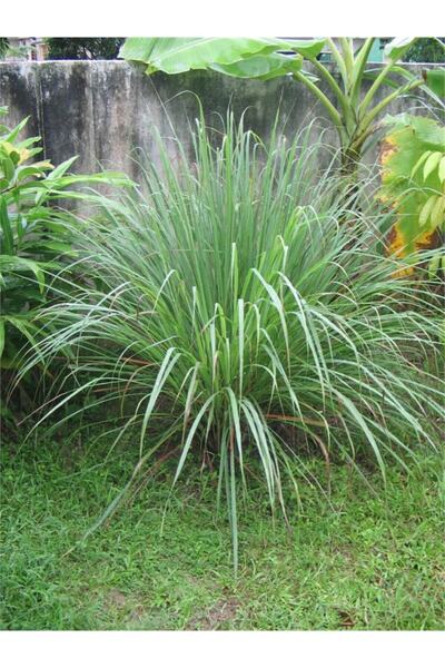 1001fidan Cymbopogon Citratus Lemon Grass Lemon Verbena Limon Çimi Fidesi 20-...