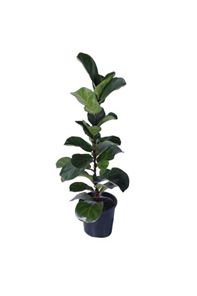 Genel Markalar Keman Yapraklı Kauçuk Bitkisi