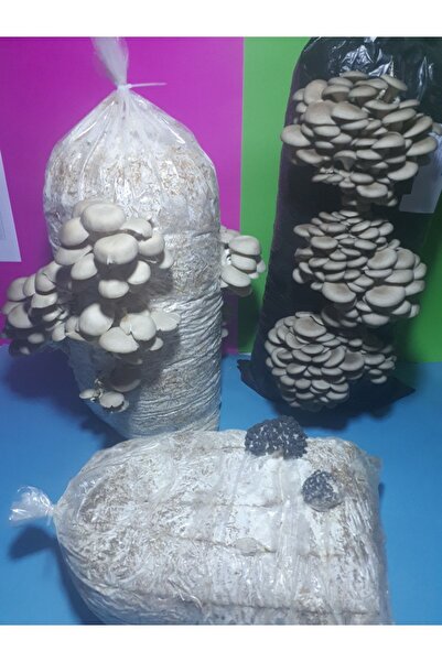 Arnego V2 Istiridye Mantar Tohumu 500 gram (ekim Mikro Delikli Siyah Poşet He...