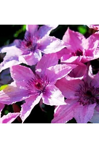 ŞKL Clematis Fidanı 'hagley Hybrid'
