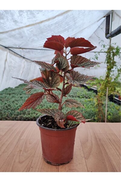 Genel Markalar Begonia Aconitifolia Çilli Begonya ( 13 Cm Saksıda ) Pembe Çiç...