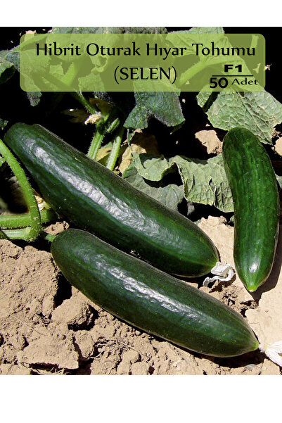 Zencefil Organik Hibrit Oturak Salatalık Tohumu Tohum Selen Hibrit Hıyar Tohu...