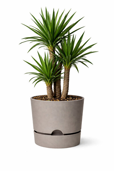 Poliwork Begonya 3.3 Lt Bej renk Krem Saksı ağız Çapı 18cm Yükseklik 17.5 Cm