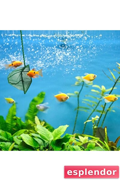 esplendor مغرفة أسماك الأكواريوم 7.5 سم.