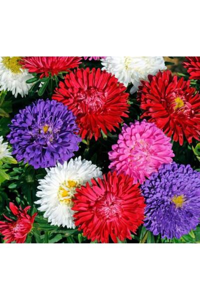 Mimoza Saksılı Canlı Kasımpatı Çiçeği Fidanı 10-20 cm Beyaz