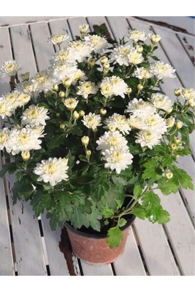 Mimoza Beyaz Kasımpatı Krizantem Hüzün Çiçeği 10-20 Cm Chrysanthemum