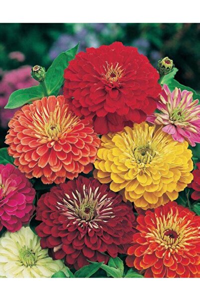 OEM Semințe Cârciumarese Uriașe (Zinnia elegans) - 30 Seminte